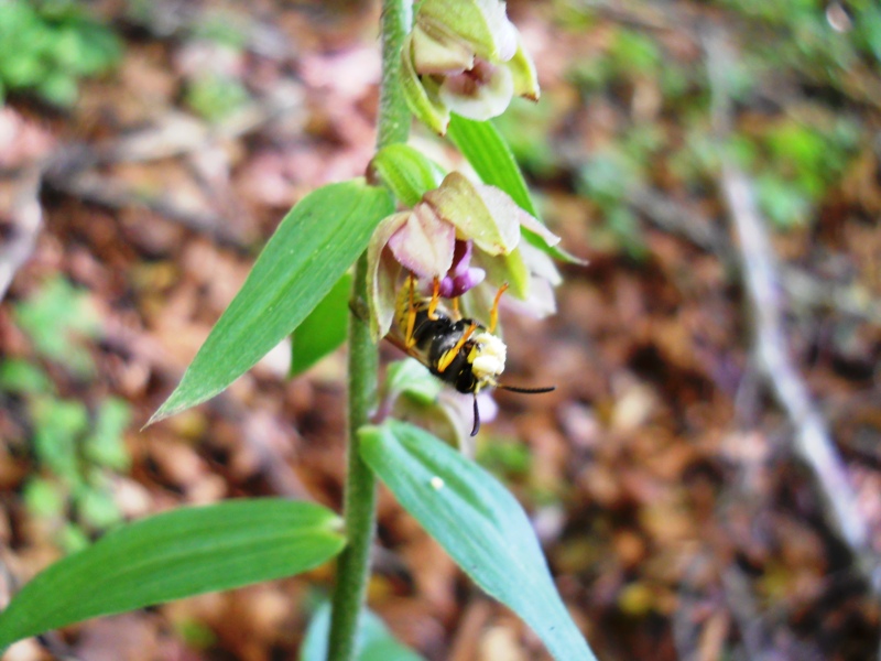 Vespula vulgaris su Epipactis helleborine